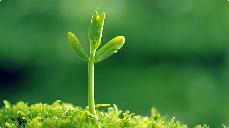 Environmentally friendly cleaning